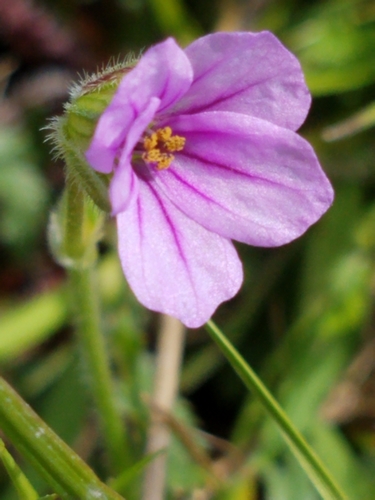 iNaturalist observation photo of Mediterranean Stork's-bill