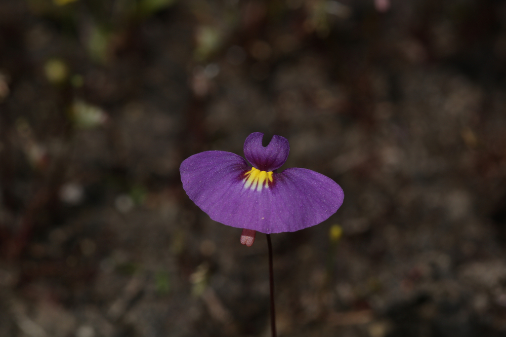 Utricularia petertaylorii Lowrie