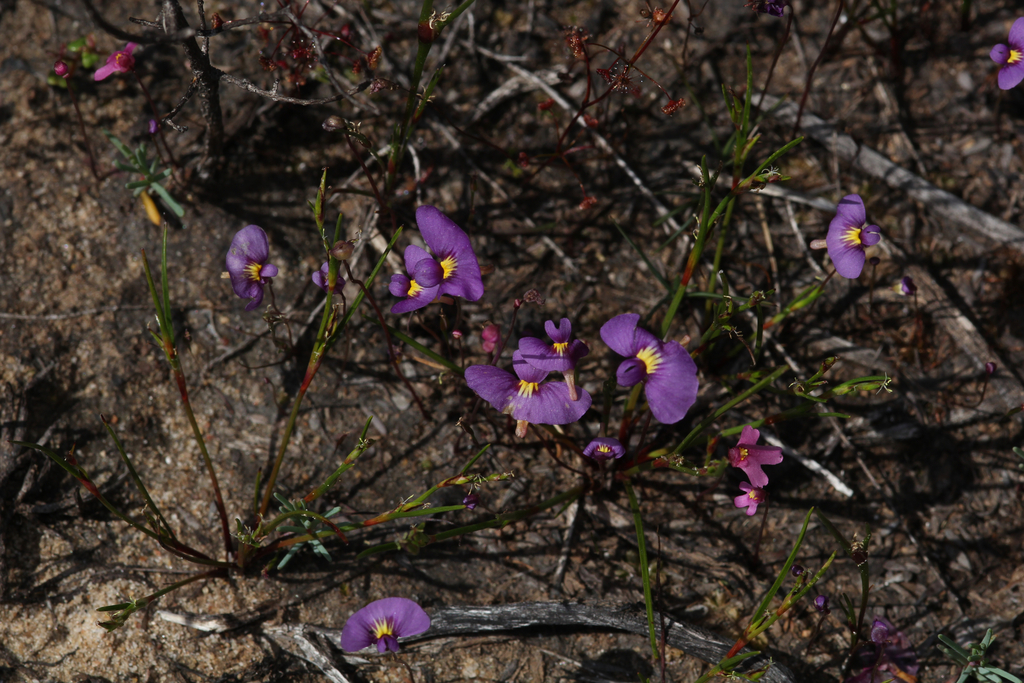Utricularia petertaylorii Lowrie 2