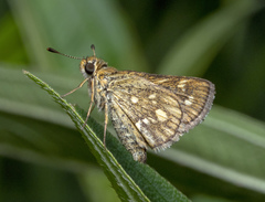 Taractrocera ardonia