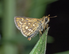 Taractrocera ardonia