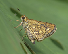 Taractrocera ardonia