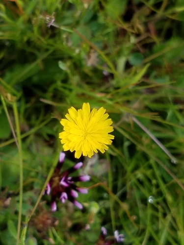 iNaturalist observation photo of Sunflowers, Daisies, Asters, and Allies