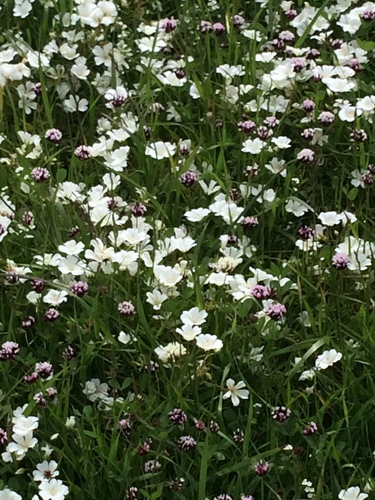 iNaturalist observation photo of Meadowfoams