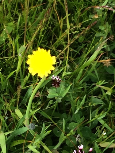 iNaturalist observation photo of white-tipped clover