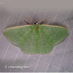 Pelagodes subquadraria