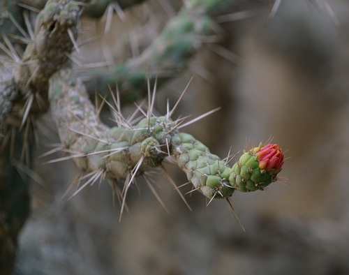 Austrocylindropuntia subulata