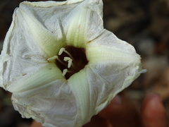 Ipomoea arborescens