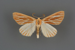 Sabulodes niveostriata