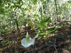 Ipomoea arborescens