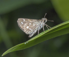Taractrocera ardonia