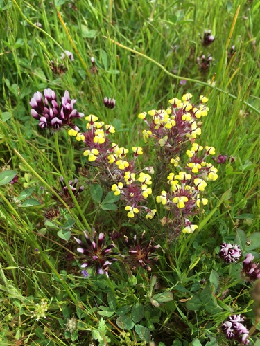 iNaturalist observation photo of butter-and-eggs