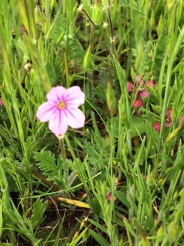 iNaturalist observation photo of Mediterranean Stork's-bill