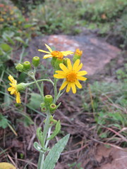 Senecio picridis