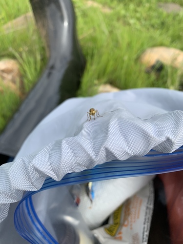 iNaturalist observation photo of Flies