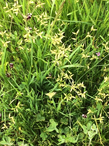 iNaturalist observation photo of Chickweed Tribe