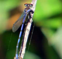 Argia oenea