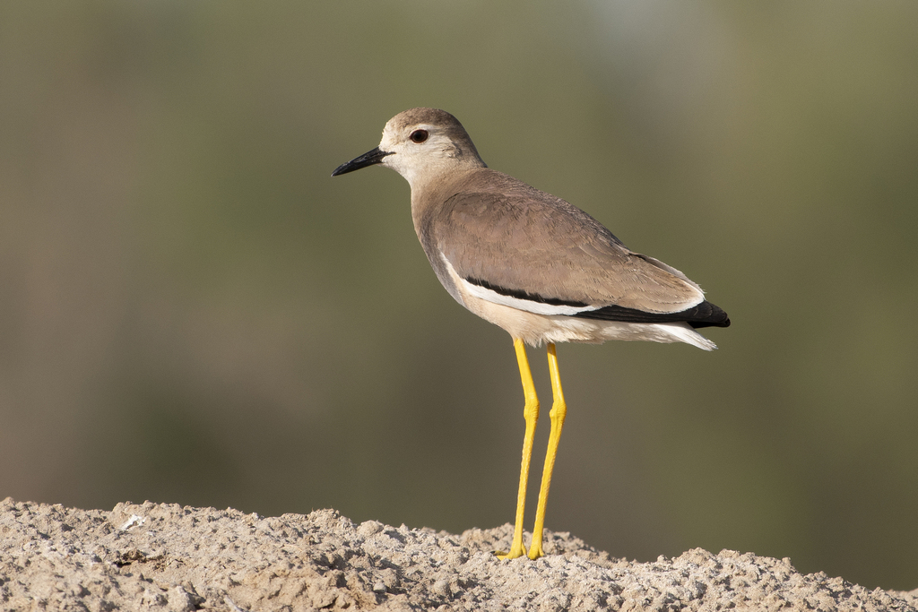 White-tailed Lapwing