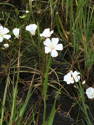 iNaturalist observation photo of white meadowfoam