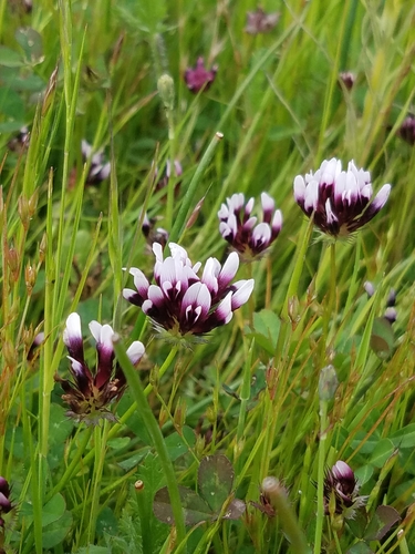 iNaturalist observation photo of white-tipped clover