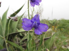 Delphinium pedatisectum