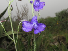 Delphinium pedatisectum