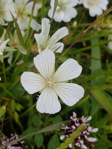 iNaturalist observation photo of white meadowfoam