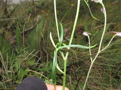 Delphinium pedatisectum