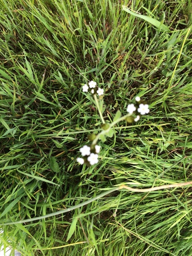 iNaturalist observation photo of Popcornflowers