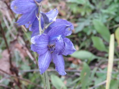 Delphinium pedatisectum