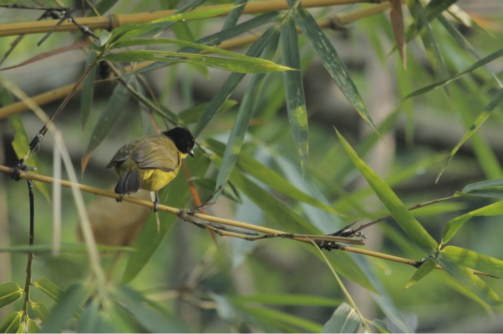 Black-capped Bulbul