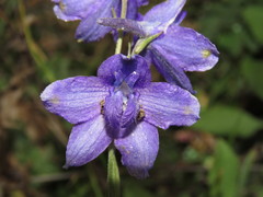 Delphinium pedatisectum
