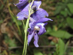 Delphinium pedatisectum