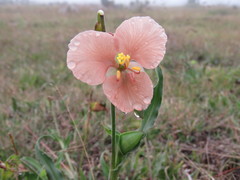 Commelina scabra