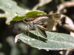 Vettius fantasos