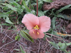 Commelina scabra