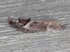 Pseudochelaria scabrella