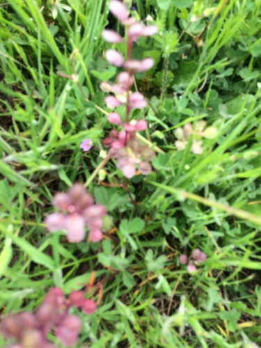 iNaturalist observation photo of Shining Pepperweed