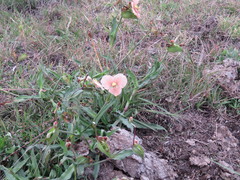 Commelina scabra