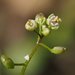 Hornungia procumbens - Photo (c) Fred Melgert / Carla Hoegen, alguns direitos reservados (CC BY-NC), uploaded by Fred Melgert / Carla Hoegen