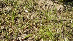 Hornungia procumbens