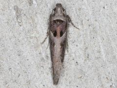 Pseudochelaria scabrella