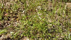 Hornungia procumbens