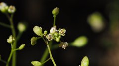 Hornungia procumbens