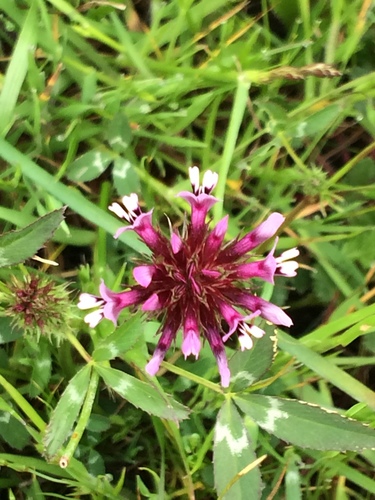 iNaturalist observation photo of tomcat clover