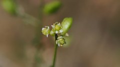 Hornungia procumbens
