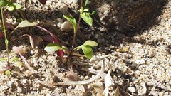 Hornungia procumbens