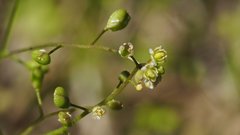Hornungia procumbens