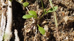 Hornungia procumbens