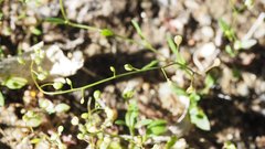 Hornungia procumbens